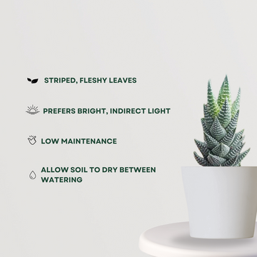 Haworthia Coarctata small plant